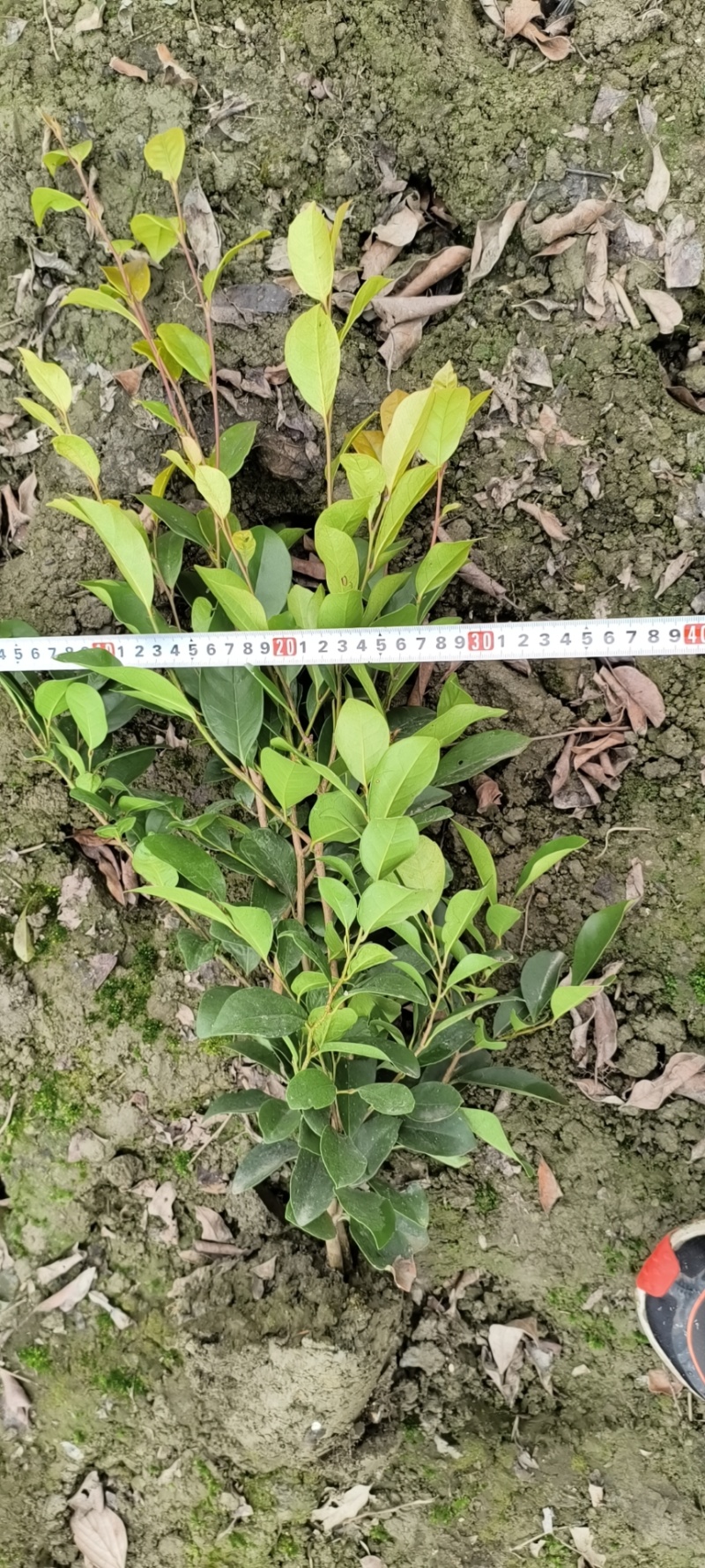 中华蚊母，高度30-50厘米，基地批发，各种规格。