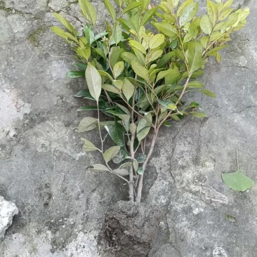 中华蚊母，高度30-50厘米，基地批发，各种规格。