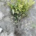 中华蚊母，高度30-50厘米，基地批发，各种规格。