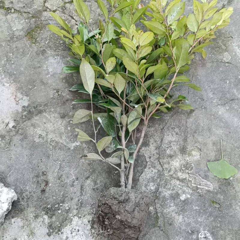 中华蚊母，高度30-50厘米，基地批发，各种规格。