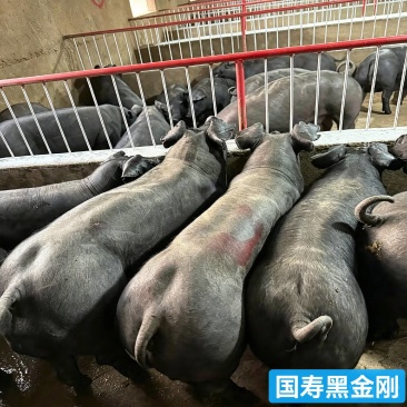 国寿黑母猪黑金刚母猪生态散养黑猪散养大王