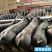 国寿黑母猪黑金刚母猪生态散养黑猪散养大王