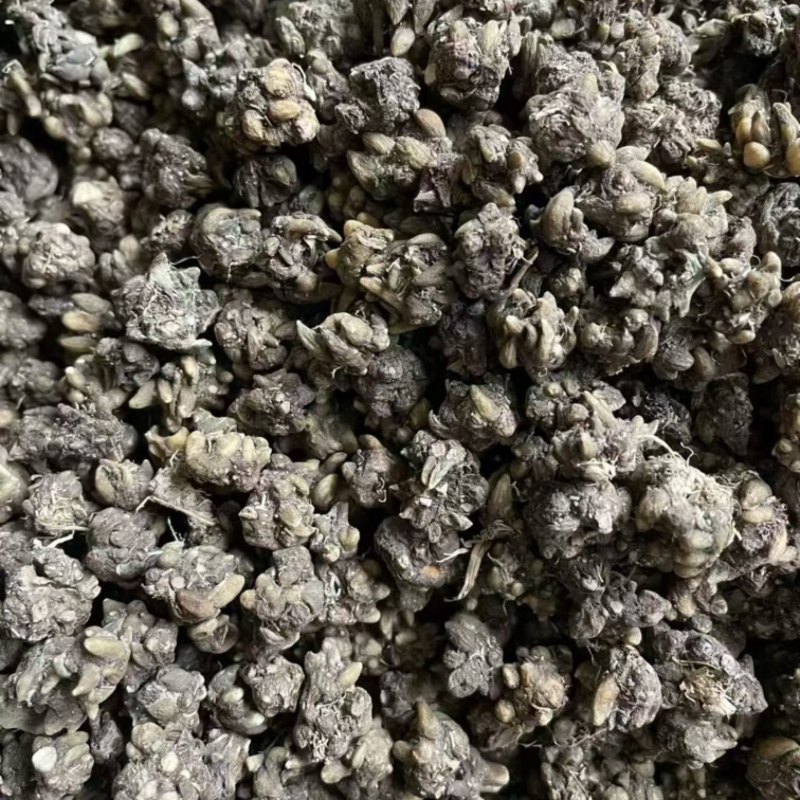 猫抓草大量现货野生猫抓草干净饱满无杂质大量现货供应无硫
