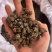猫抓草大量现货野生猫抓草干净饱满无杂质大量现货供应无硫