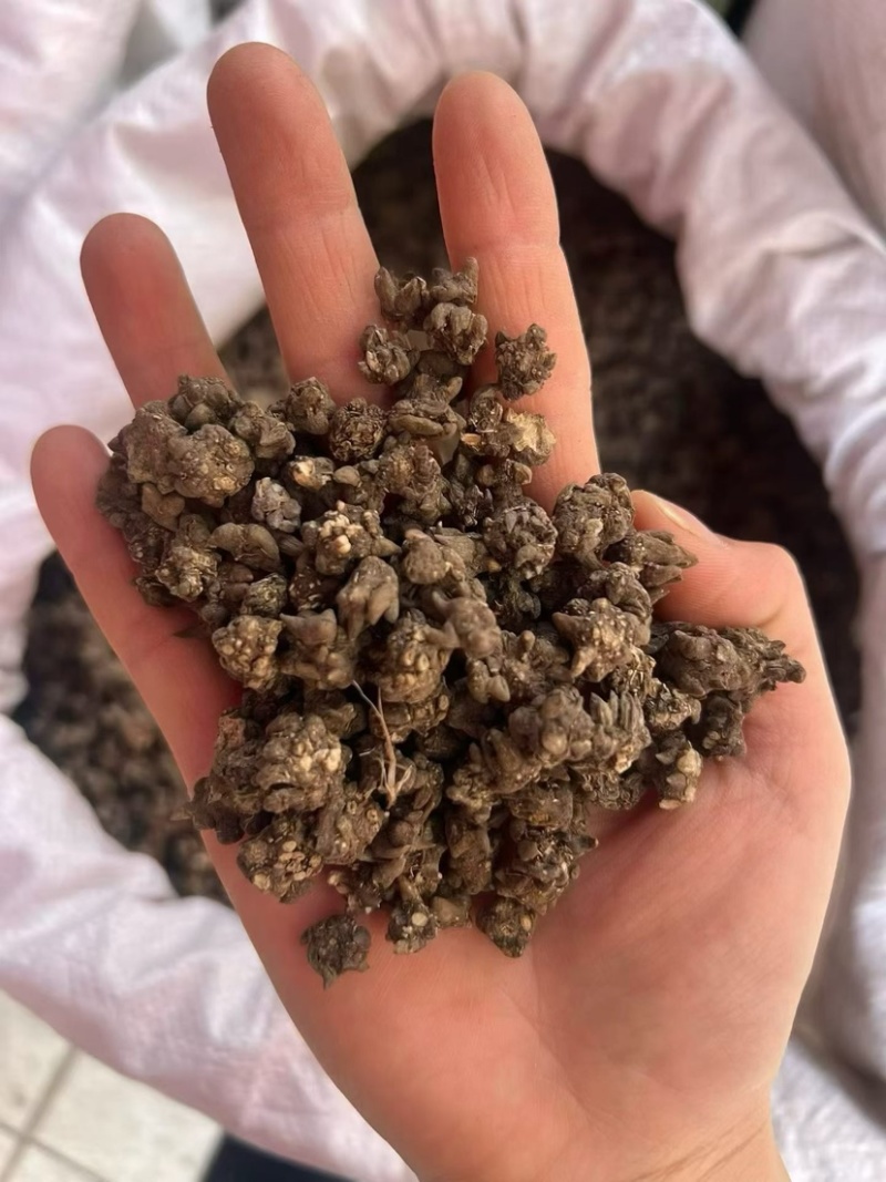 猫抓草大量现货野生猫抓草干净饱满无杂质大量现货供应无硫