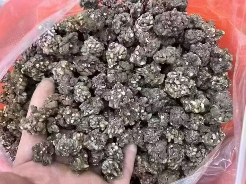 猫抓草大量现货野生猫抓草干净饱满无杂质大量现货供应无硫