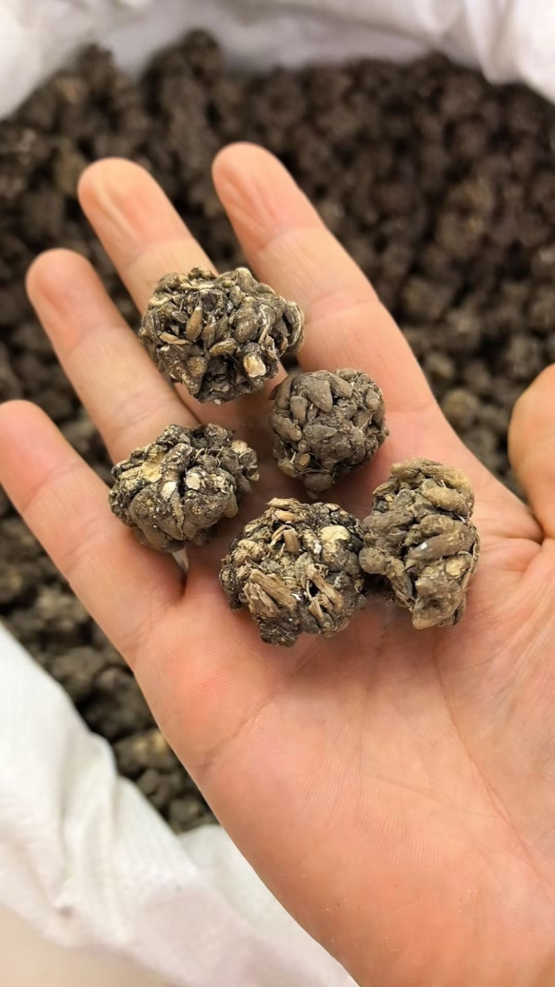 猫抓草大量现货野生猫抓草干净饱满无杂质大量现货供应无硫