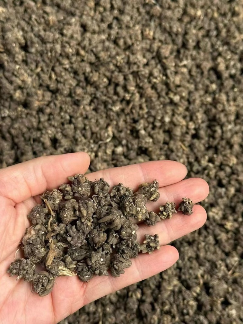 猫抓草大量现货野生猫抓草干净饱满无杂质大量现货供应无硫