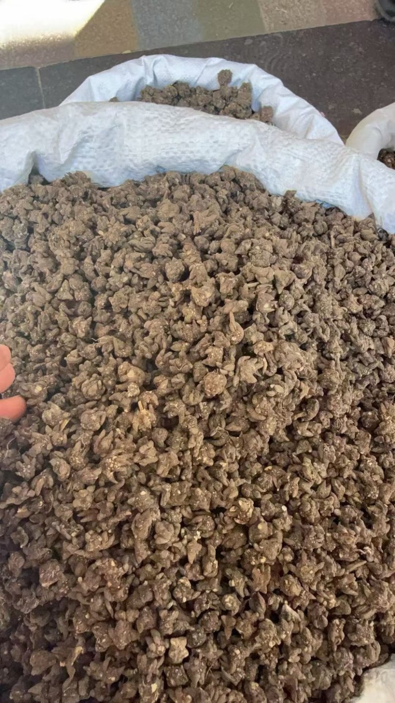猫抓草大量现货野生猫抓草干净饱满无杂质大量现货供应无硫