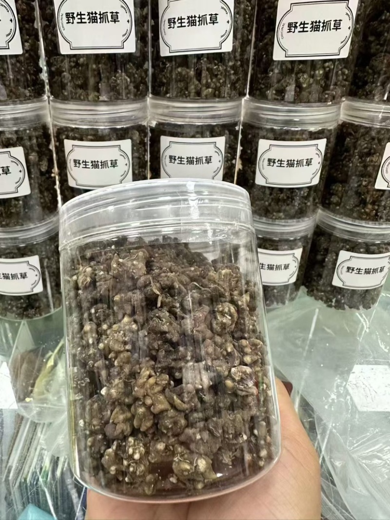 猫抓草大量现货野生猫抓草干净饱满无杂质大量现货供应无硫