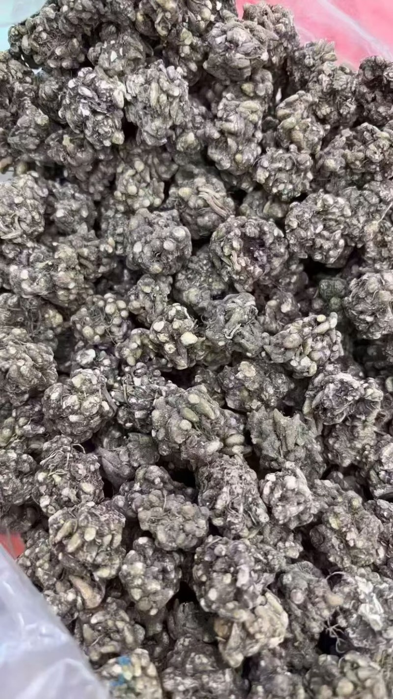 猫抓草大量现货野生猫抓草干净饱满无杂质大量现货供应无硫