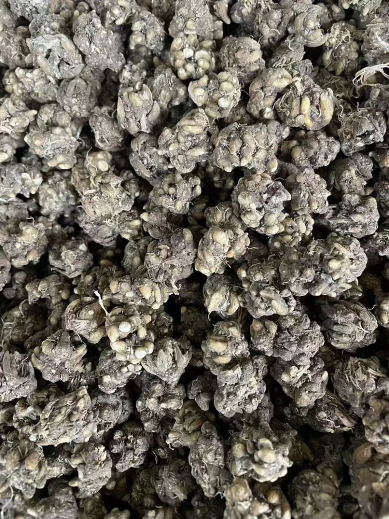猫抓草大量现货野生猫抓草干净饱满无杂质大量现货供应无硫