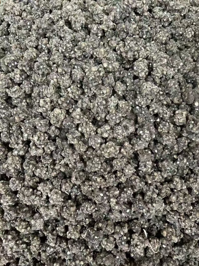 猫抓草大量现货野生猫抓草干净饱满无杂质大量现货供应无硫