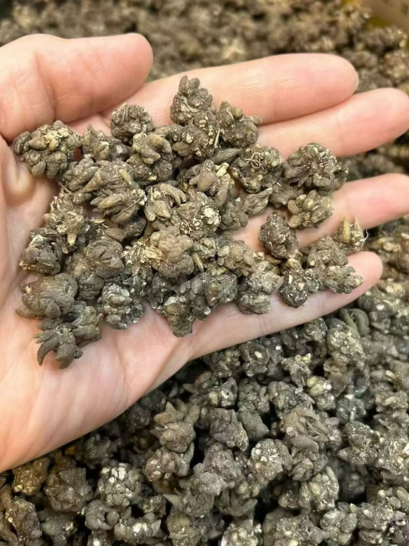 猫抓草大量现货野生猫抓草干净饱满无杂质大量现货供应无硫