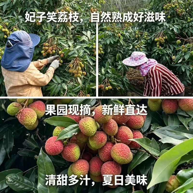 海南妃子笑