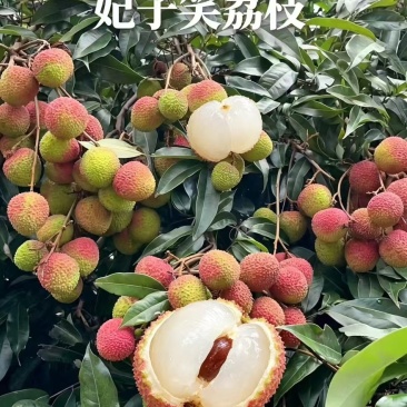 海南妃子笑