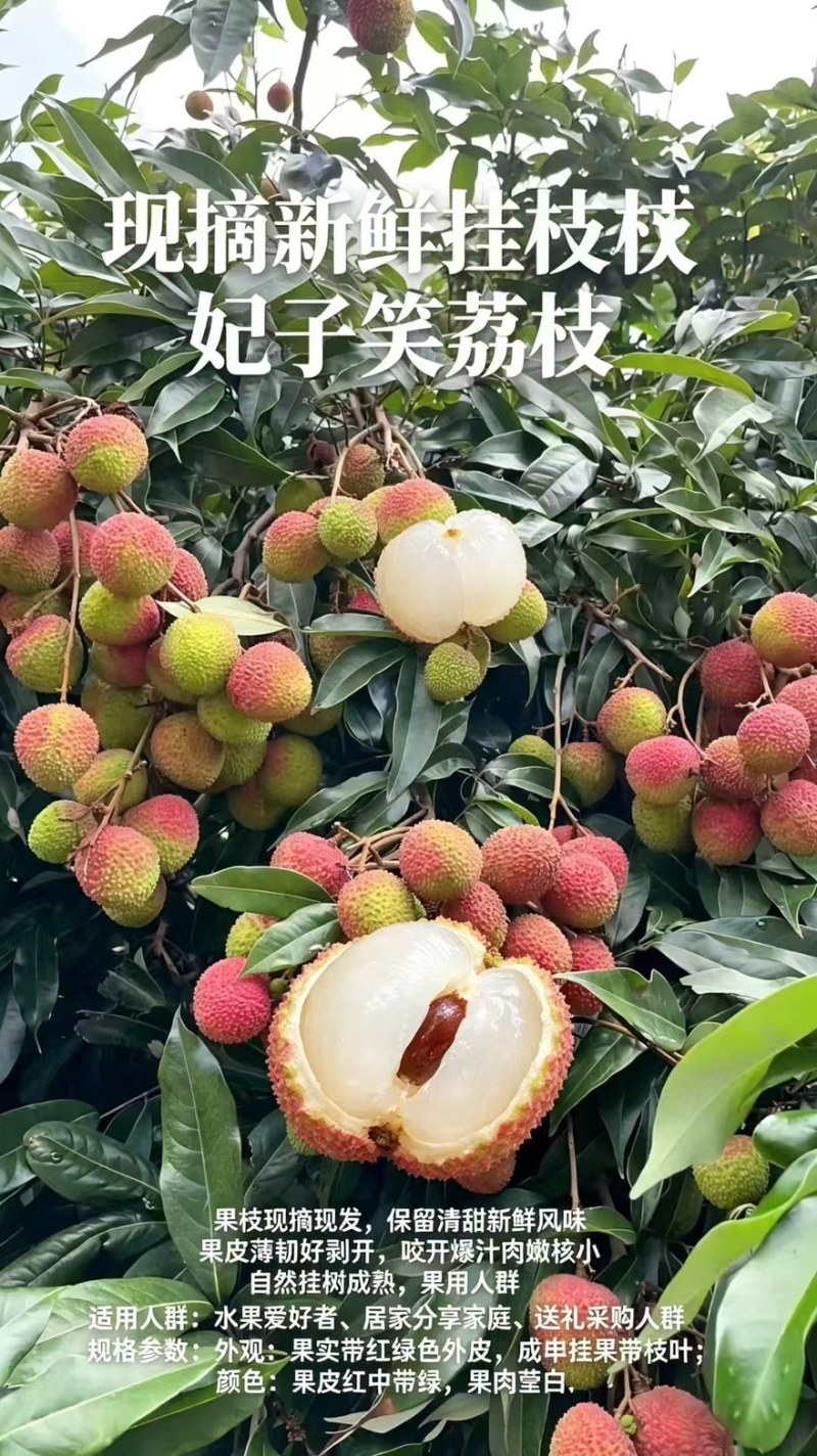 海南妃子笑