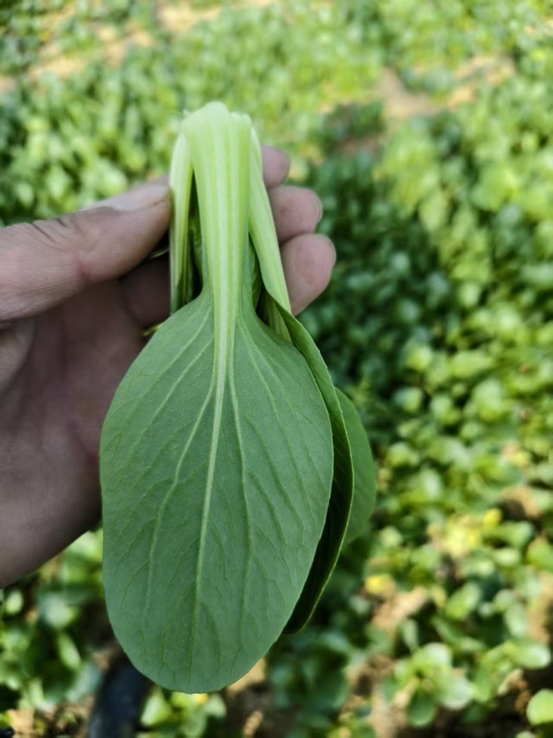 常年代收代办油菜上海青