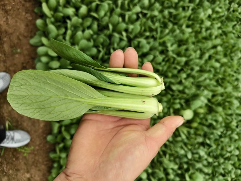 常年代收代办油菜上海青