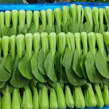 常年代收代办油菜上海青