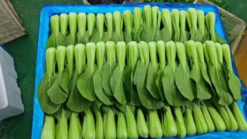 常年代收代办油菜上海青