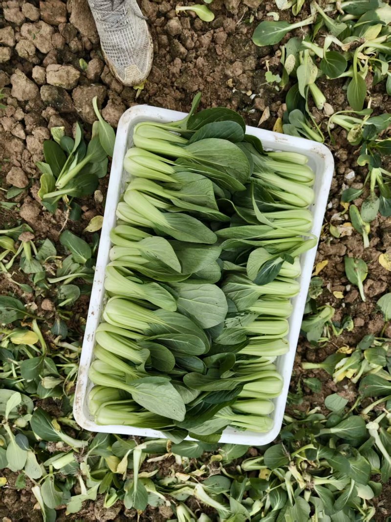 常年代收代办油菜上海青