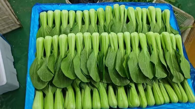 常年代收代办油菜上海青