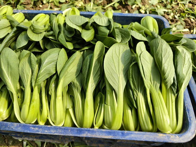 常年代收代办油菜上海青