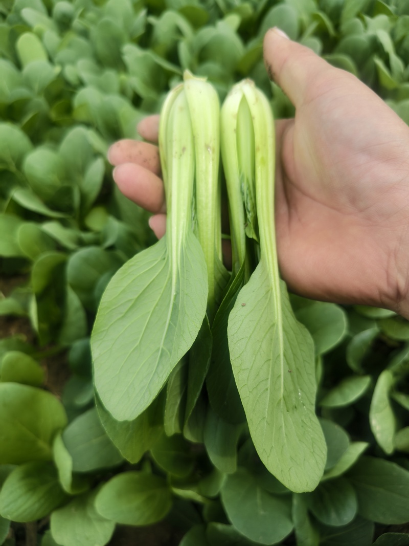常年代收代办油菜上海青