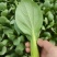常年代收代办油菜上海青