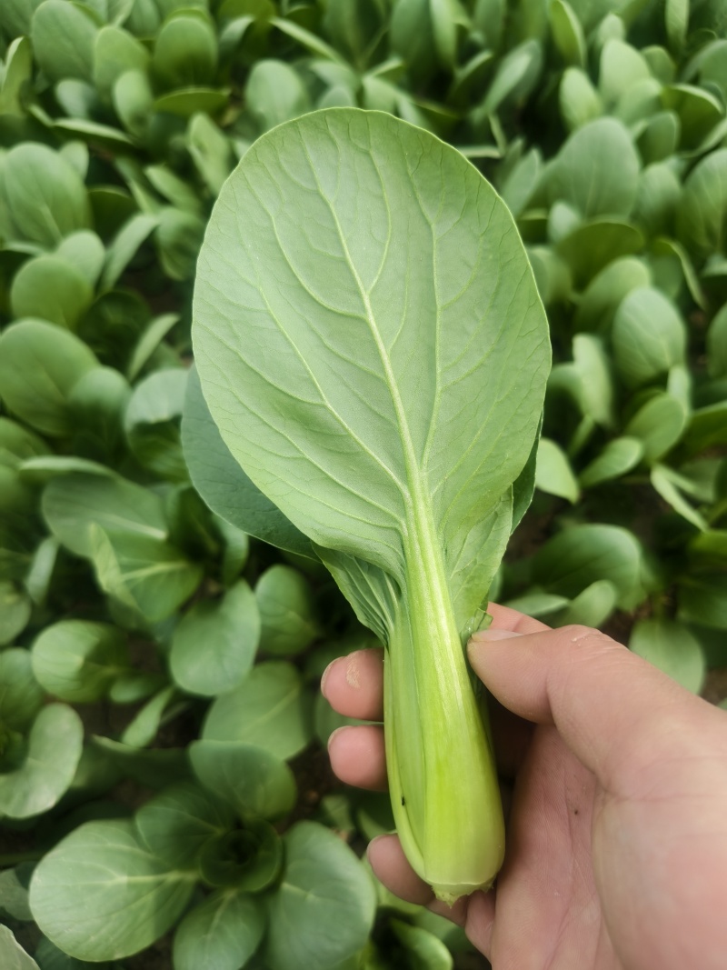 常年代收代办油菜上海青