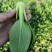 常年代收代办油菜上海青