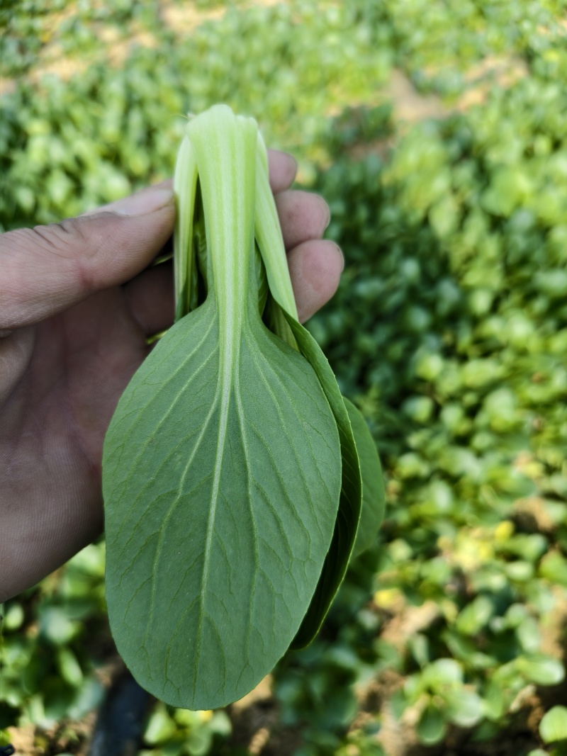 常年代收代办油菜上海青