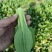 常年代收代办油菜上海青