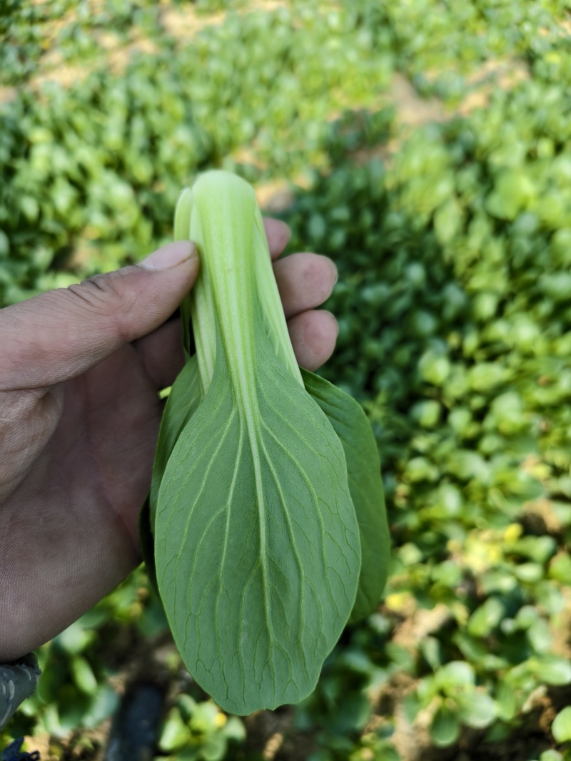 常年代收代办油菜上海青