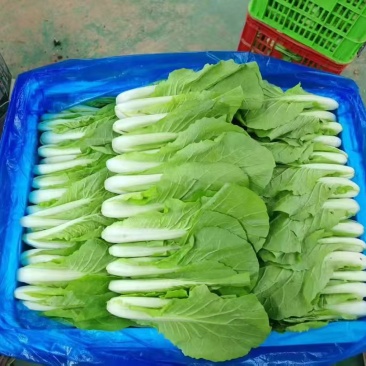 代收代办毛白菜快菜