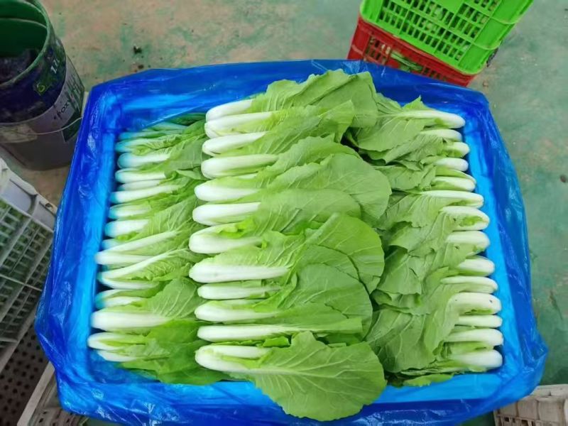 代收代办毛白菜快菜