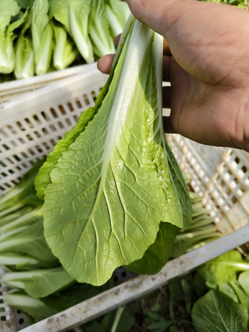 代收代办毛白菜快菜
