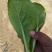代收代办毛白菜快菜