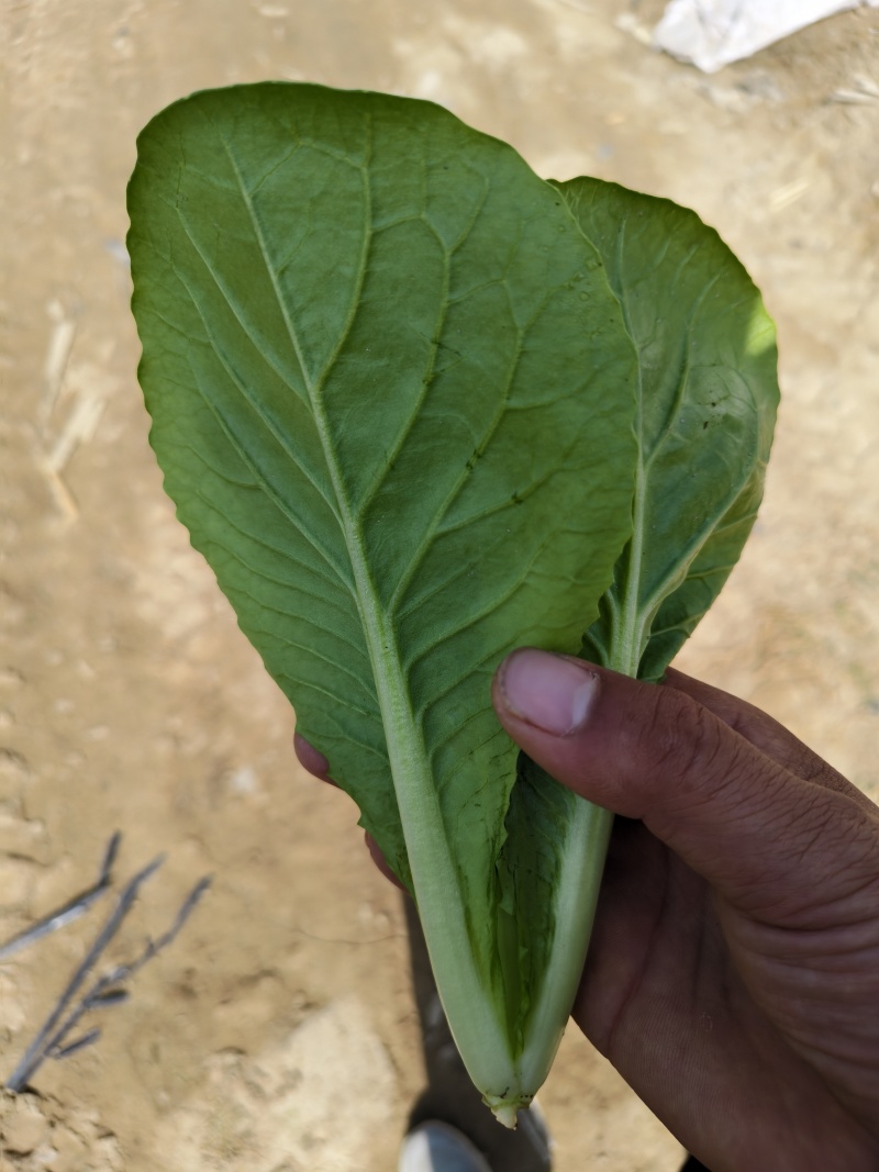 代收代办毛白菜快菜