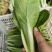 代收代办毛白菜快菜