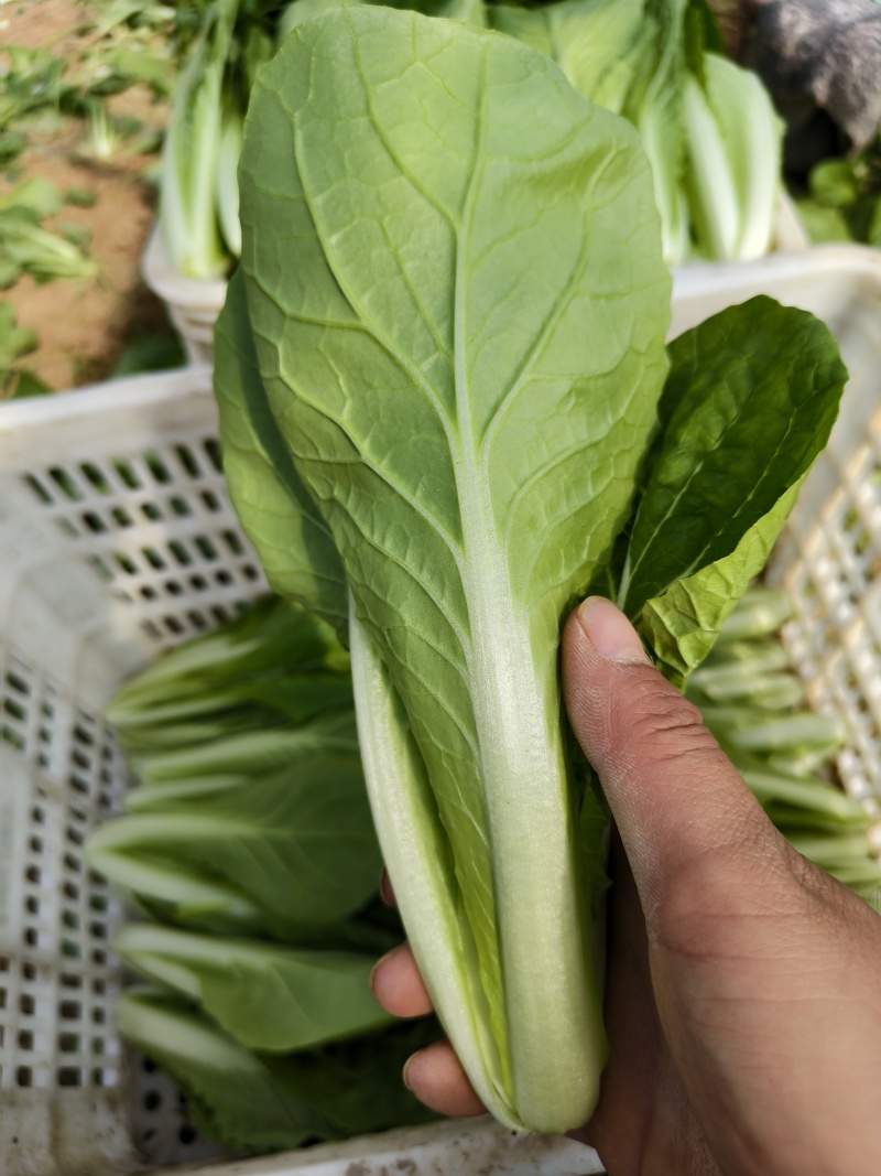 代收代办毛白菜快菜