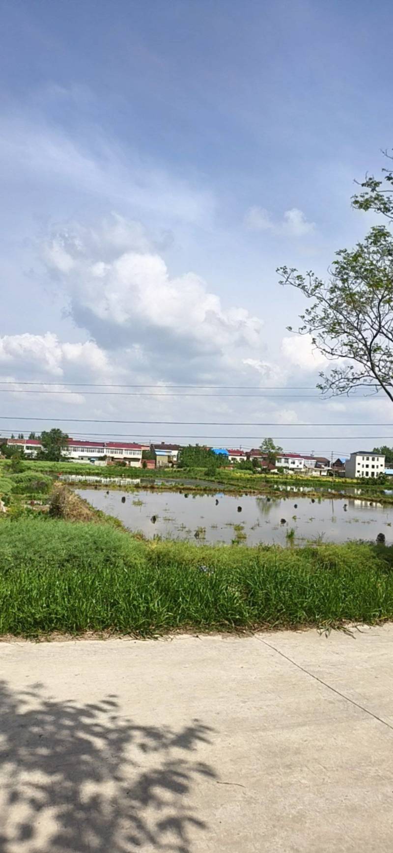 小龙虾