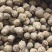 黑杆花一代大量现货8元1斤，货量充足