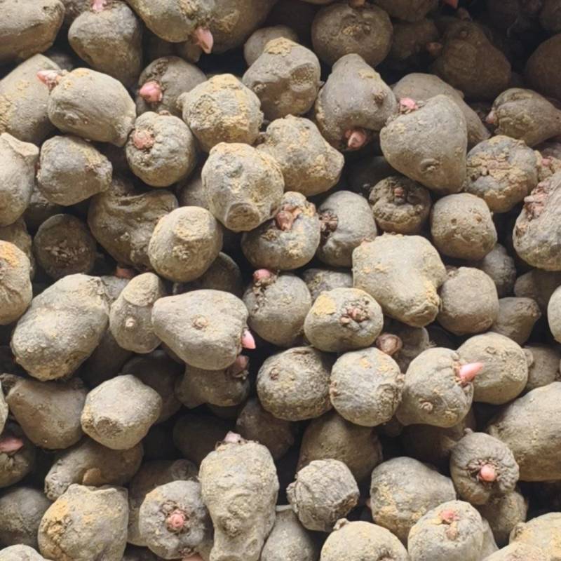 黑杆花一代大量现货8元1斤，货量充足