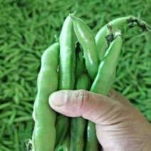 汉中精品翠绿蚕豆青米白米，丘陵山坡货颗粒饱满质量保证