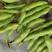 汉中精品蚕豆白米青米颗粒饱满产地发货品质可靠