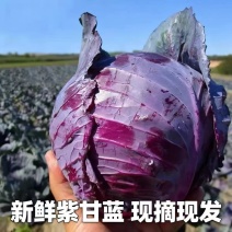 湖北紫甘蓝产地直发，保质保量，长期供应商超电商。