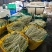 基地直发白豆角精品豇豆新鲜直达量大价优