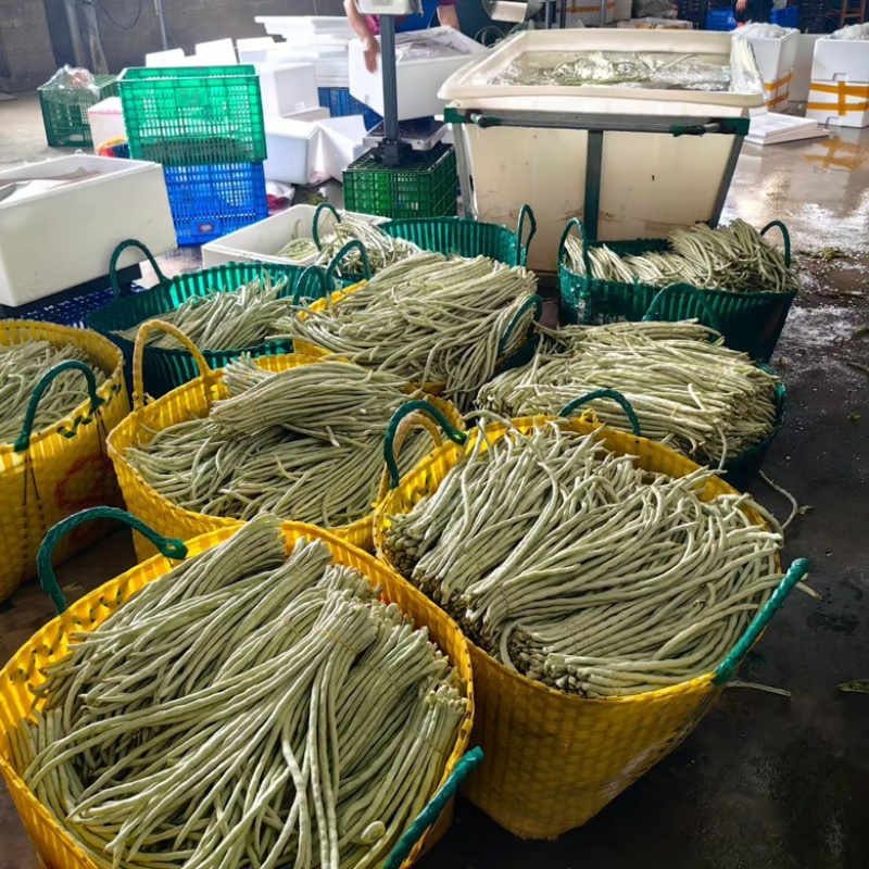 基地直发白豆角精品豇豆新鲜直达量大价优